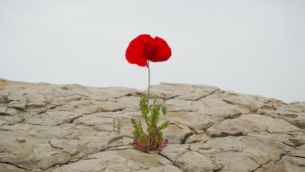 Resilienz erlernen